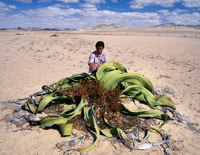 ウェルウィッチア　奇想天外　ナミビア namibia welwitschia