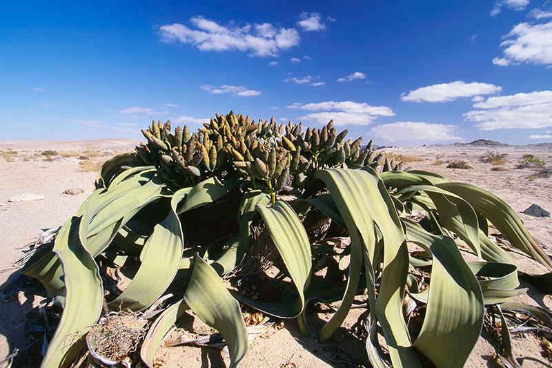 ウェルウィッチア　奇想天外　ナミビア namibia welwitschia