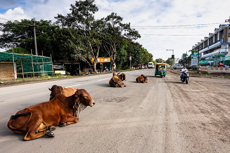 ジュナガード　グジャラート　インド　Junagadh gujarat india